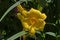 Flowering Yellow Day lily flower or Hemerocallis Stella de Oro in the garden