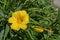 Flowering Yellow Day lily flower or Hemerocallis Stella de Oro in the garden