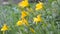 Flowering yellow daylilies. Sunny weather, selective focus