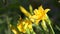 Flowering yellow daylilies. Sunny weather, selective focus