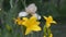 Flowering yellow daylilies. Sunny weather, selective focus