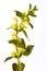 Flowering yellow Galeobdolon luteum Lamium galeobdolon, archangel plant