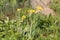 Flowering yellow garlic Allium moly plant