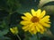 Flowering Yellow Heliopsis Flower Blossom