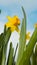 Flowering yellow irises against the background of the spring sky.