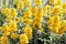 Flowering yellow loosestrife - Lysimachia punctata