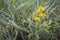 Flowering yellow loosestrife plant