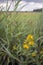 Flowering yellow loosestrife plant