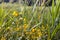 Flowering Yellow Loosestrife between the reeds