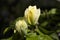 Flowering yellow magnolia brooklynensis flowers and green leaves  in sunlight, close-up