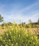 Flowering yellow mignonette plants from close