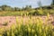 Flowering yellow mignonette plants from close