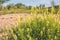 Flowering yellow mignonette plants from close