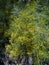 A flowering yellow mistletoe