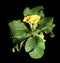 Flowering yellow primula on the black background