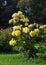 Flowering yellow roses in the garden