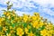 Flowering yellow shrubs on nice skies background