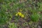 Flowering yellow star of Bethlehem plant in the grass
