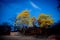 Flowering yellow trees Ecuador Guayacanes