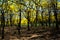 Flowering yellow trees Ecuador Guayacanes