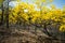 Flowering yellow trees Ecuador Guayacanes