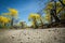 Flowering yellow trees Ecuador Guayacanes