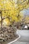 Flowering yellow trees in Gurye Sansuyu Village,  South Korea