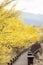 Flowering yellow trees in Gurye Sansuyu Village,  South Korea