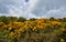 Flowering Yellow Ulex Bushes on a Spring Day