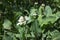 Flowering yerba mansa plants in natural environment