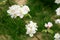 Flowering young apple tree