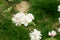 Flowering young apple tree