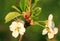 Flowering young cherry tree