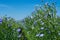 Flowering, young plants of flax on the field, during harvesting, against the sky. Nearby there are beehives with bees