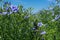 Flowering, young plants of flax on the field, during harvesting, against the sky. Nearby there are beehives with bees