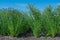 Flowering, young plants of flax on the field, during harvesting, against the sky. Nearby there are beehives with bees