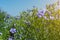 Flowering, young plants of flax on the field, during harvesting, against the sky. Nearby there are beehives with bees