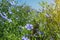 Flowering, young plants of flax on the field, during harvesting, against the sky. Nearby there are beehives with bees