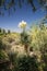 Flowering Yucca