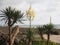 Flowering yucca bushes on the seaside