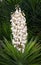 Flowering Yucca Plant