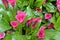 Flowering Zantedeschia sp. or Calla Lily plants with vibrant red infloresences