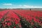 Flowering Zijpe is an organized walk through the flowering fields in the Kop van Noord-Holland