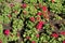 Flowering zonal pelargoniums in the garden