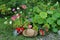 Flowerpot with blooming phlox flower, straw hat, watering can by flowerbed in the garden