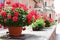 Flowerpot with blooming plant outdoors