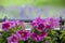 Flowerpot with colored petunia in the blurry background