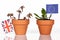 Flowerpot with different flags, concept impacts of the brexit