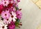 Flowerpot full of pink and magenta African daisies