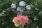 A flowerpot hanging from a cast-iron street lamp. Pink petunia in a pot as a decoration of the city park. Flowers